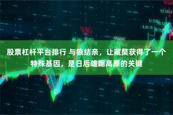股票杠杆平台排行 与狼结亲，让藏獒获得了一个特殊基因，是日后雄踞高原的关键